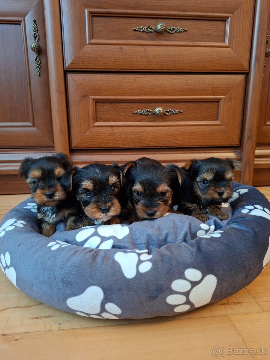 Yorkshirsky terier York - 4