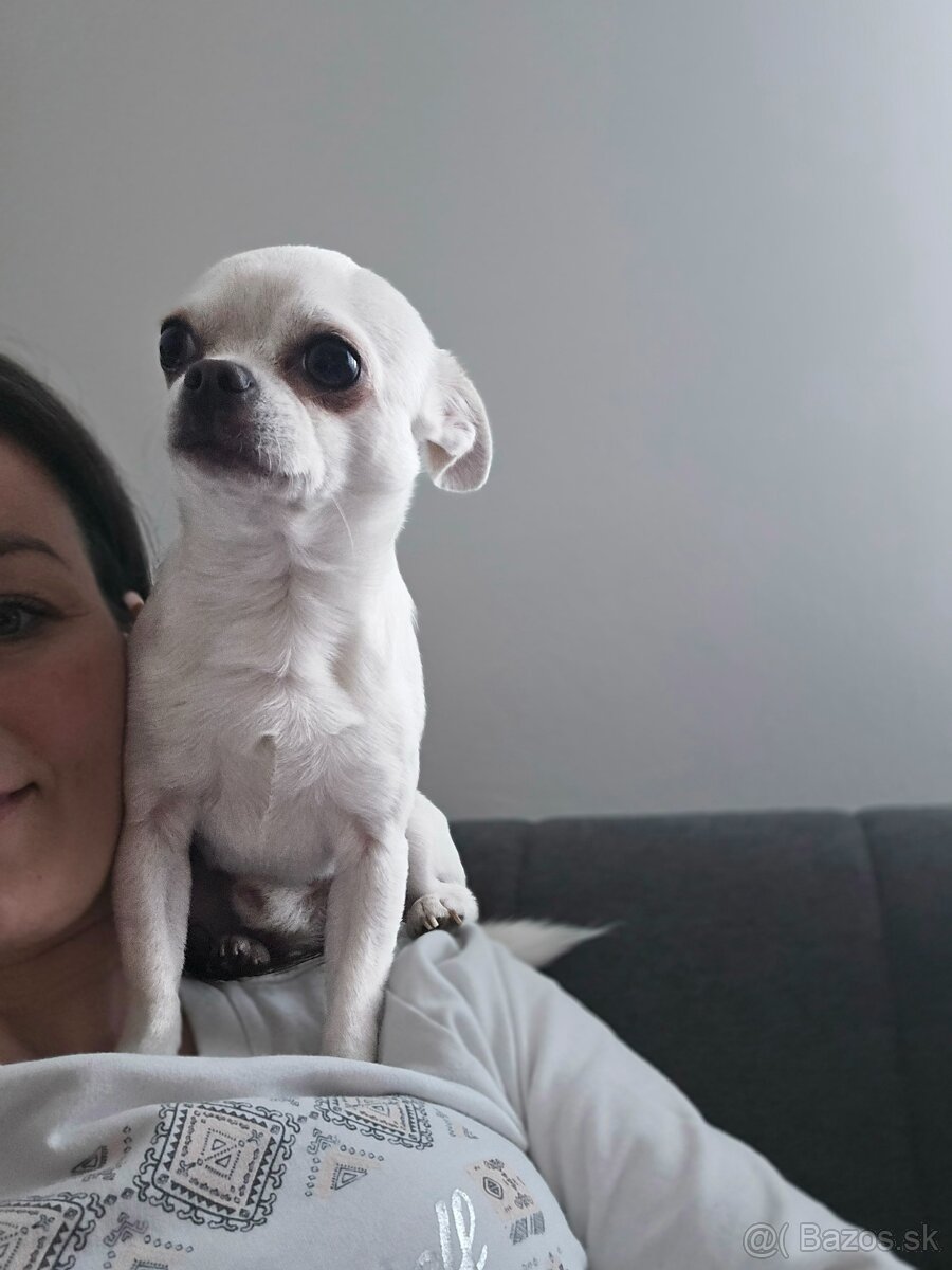 HOLÍČ / BORSKÝ MIKULÁŠ: 🐾 Ponuka na krytie – čivava Jackie - 4