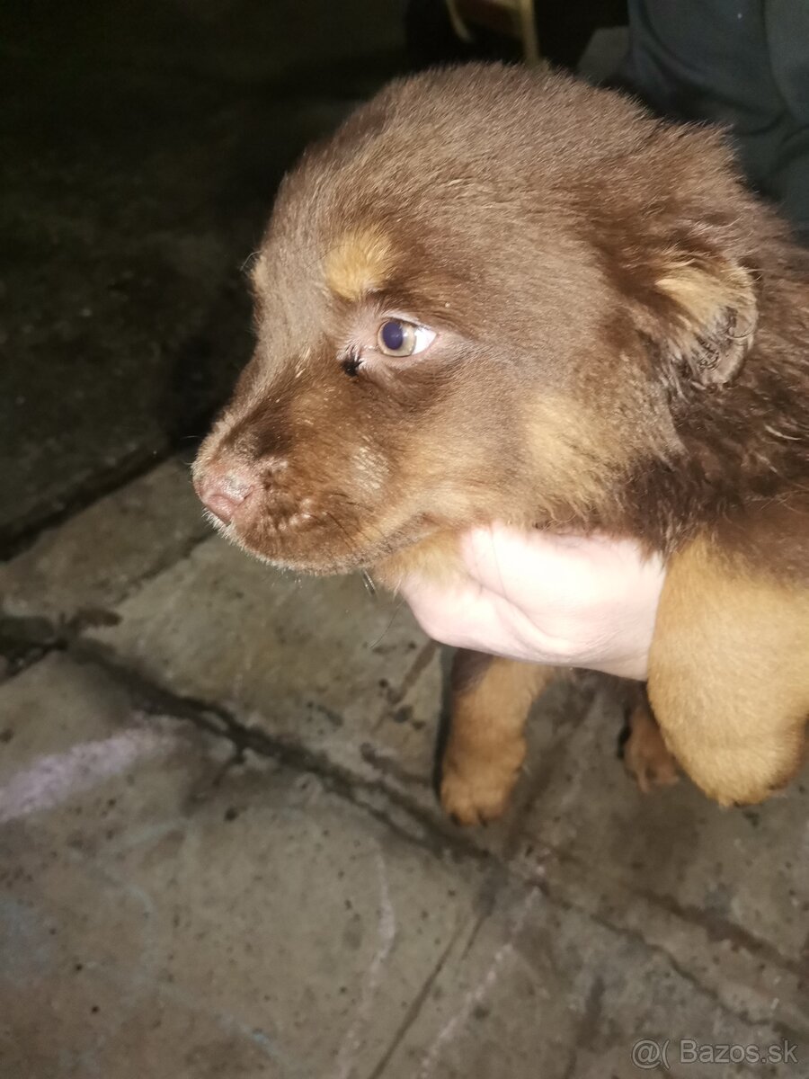 Darujem šteniatka - 4
