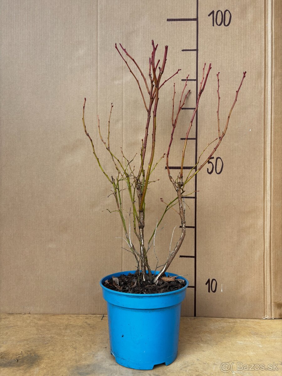 Sadenice čučoriedky kanadské a brusnice - 4