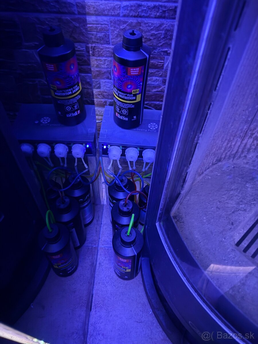 Morske akvarium dohodou - 4