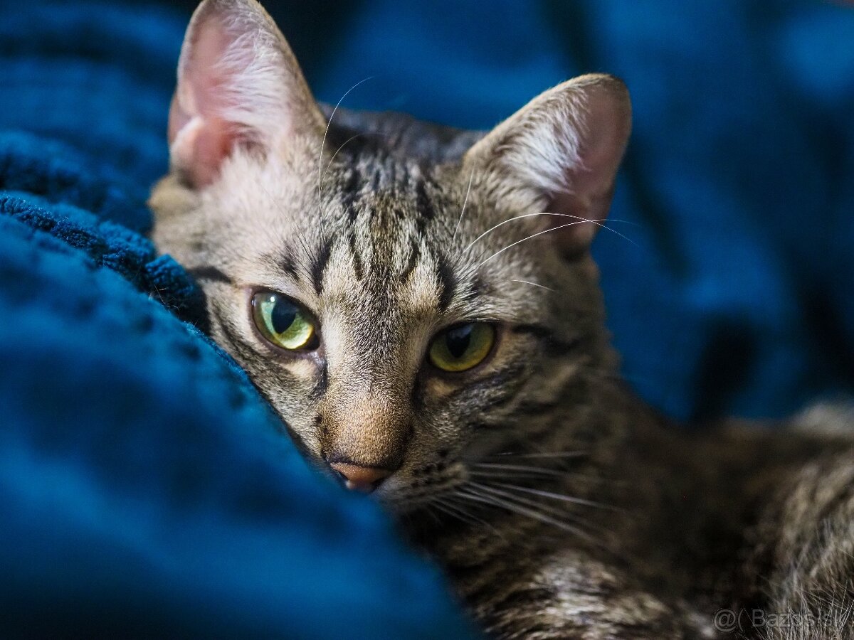 Objektív M.zuiko 45mm f1.8 - 4