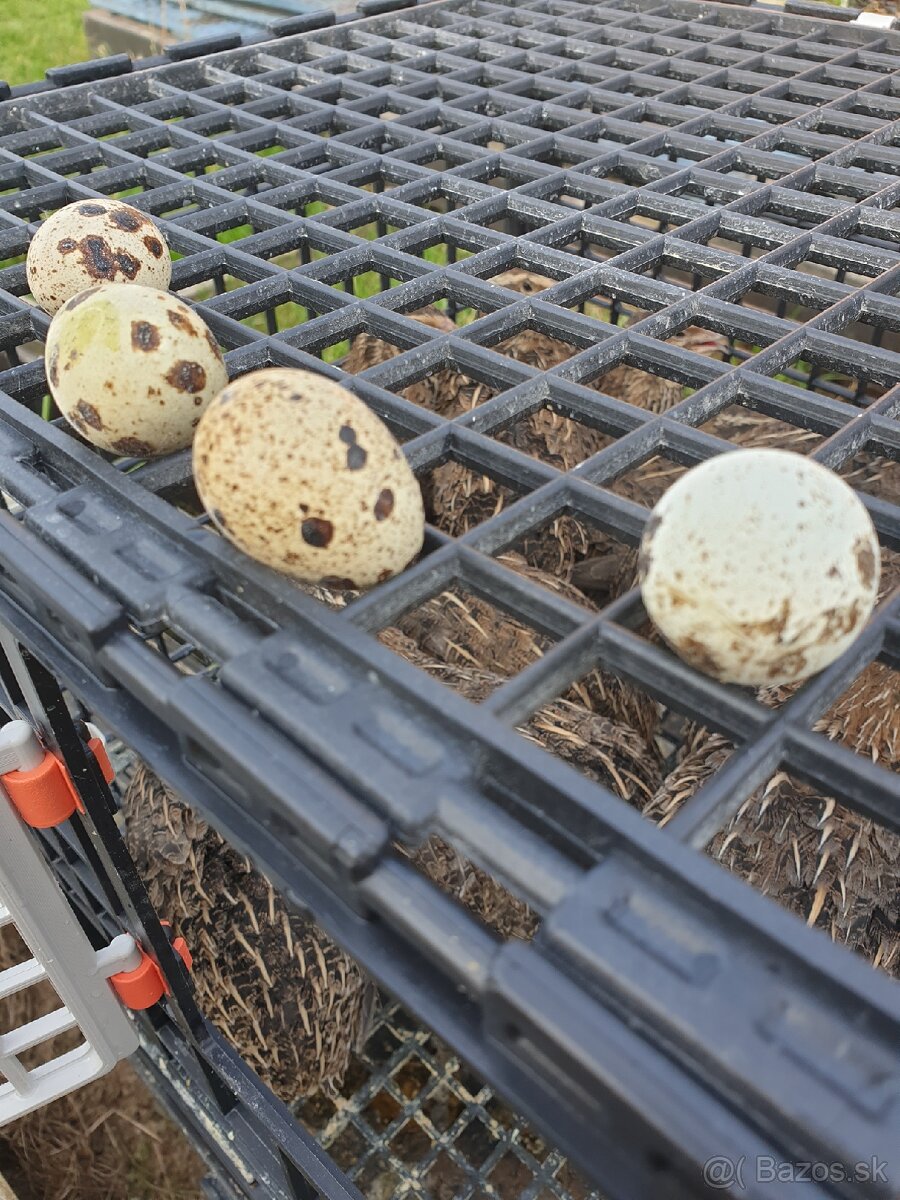 Japonské prepelice faraon NR, NZ, LV - 4