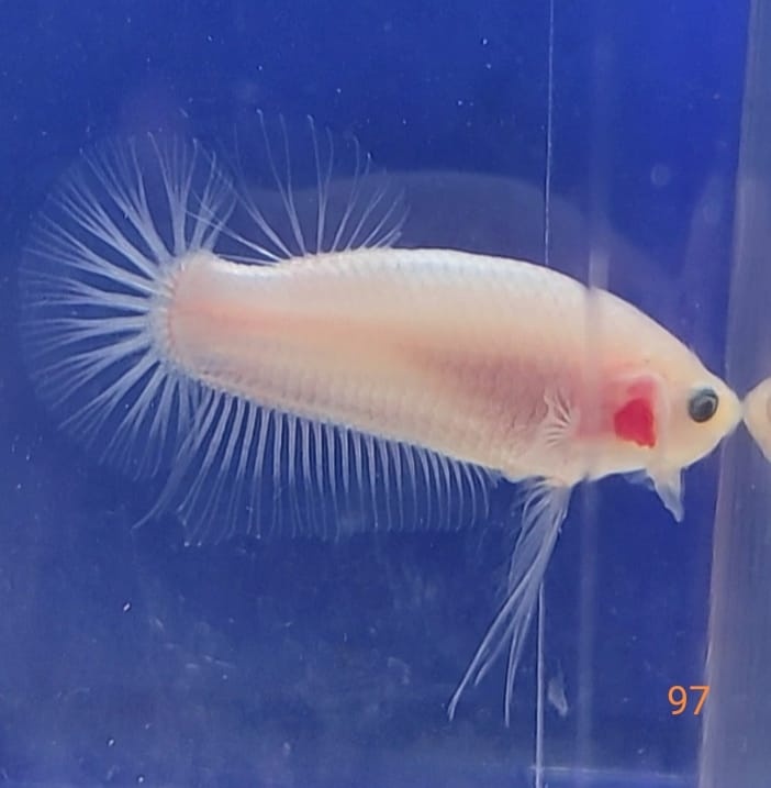 Bojovnica samec shorttail - 4