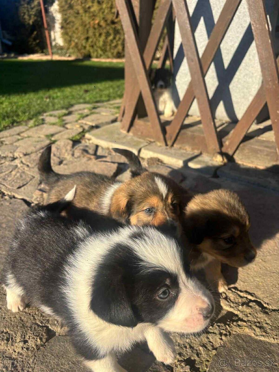 Šteniatka mix border kólie. - 4