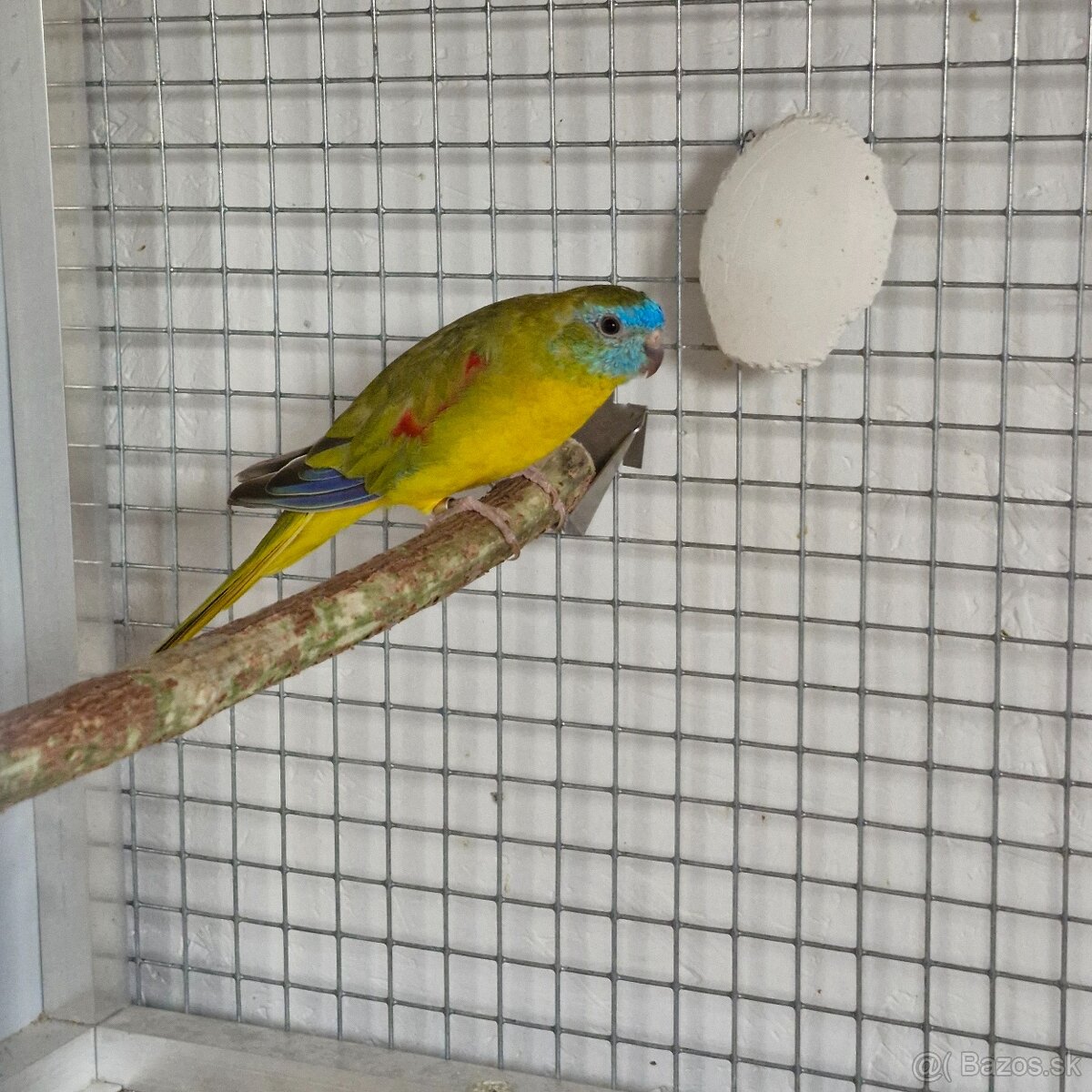 1.1 neofema tyrkysova opalin skorica 1df - 4