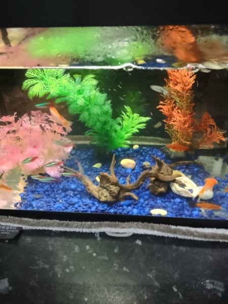 Predám akvárium - 4