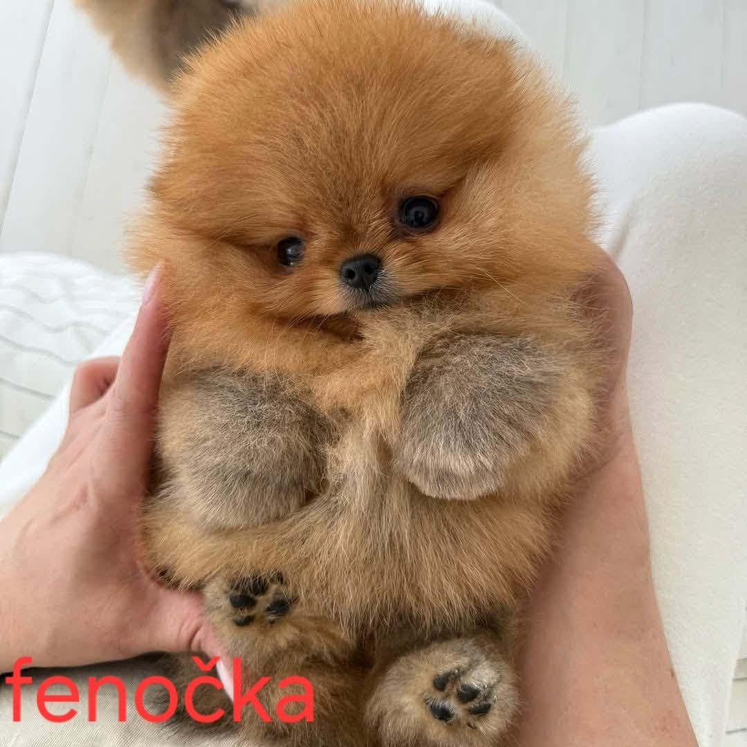 Pomeranian mini - 4