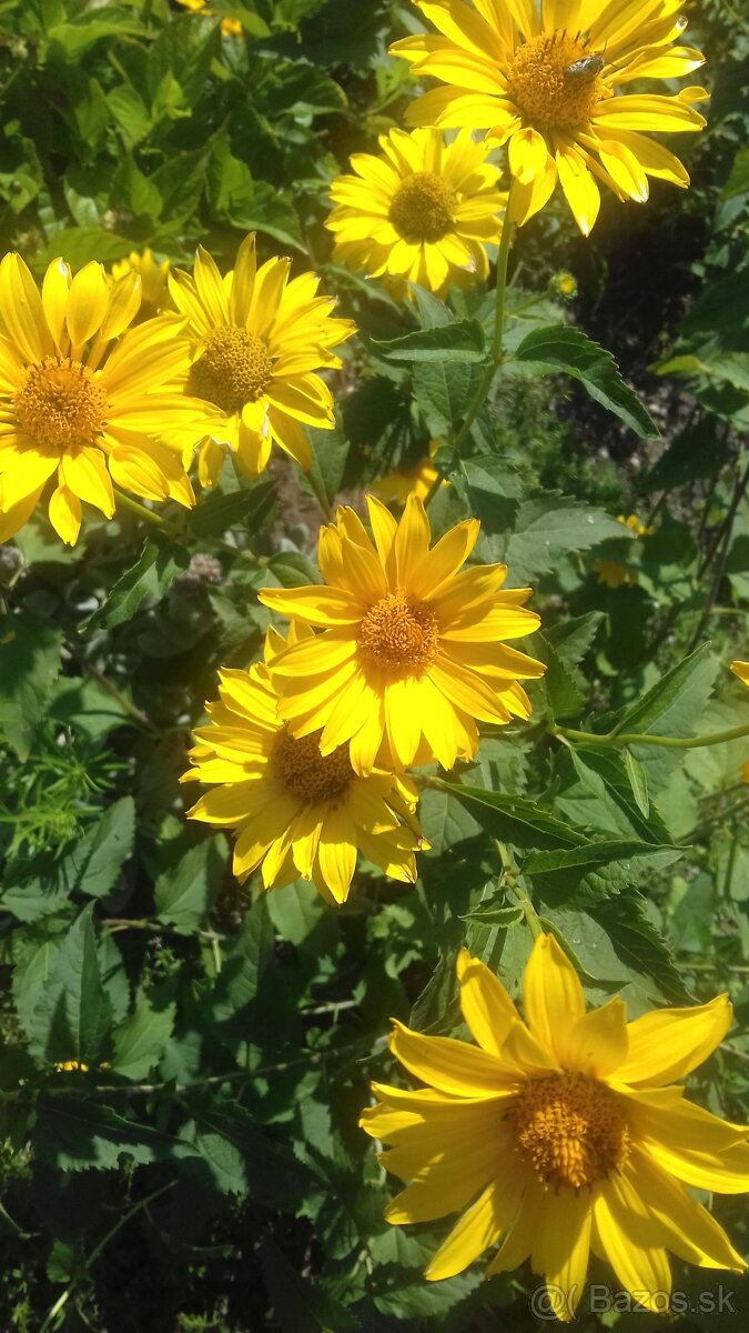 Slnečnica trváca - 4