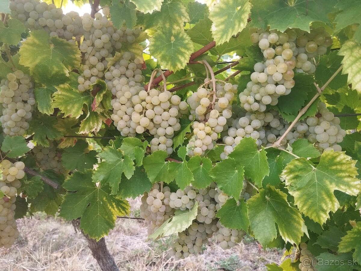 Predám hrozno - Muškát Moravský - 4