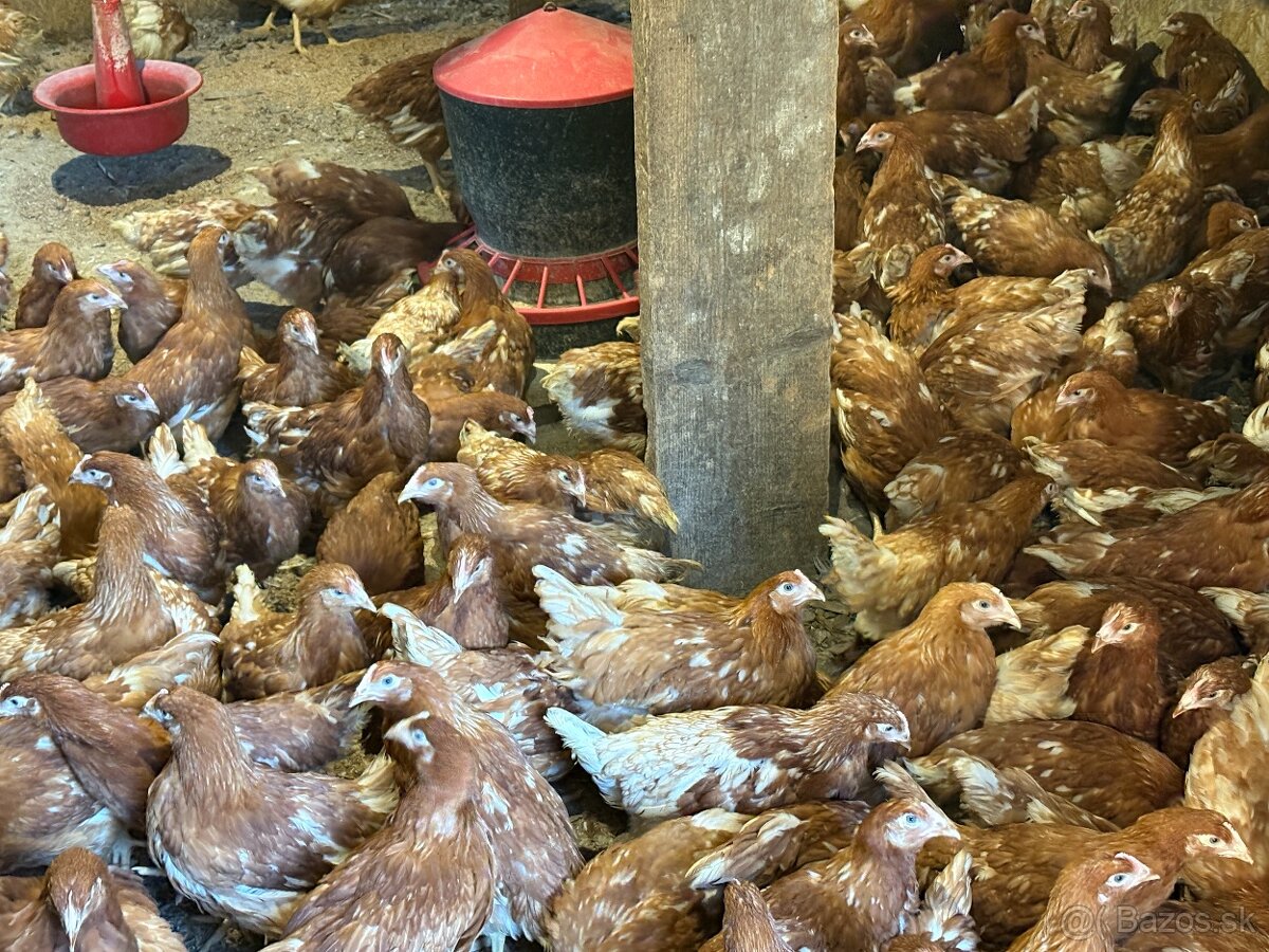 Sliepky Mládky Nosnice Lohman - 4