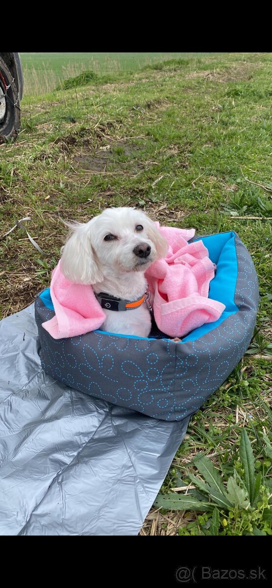 darujem maltezaka psika - 4