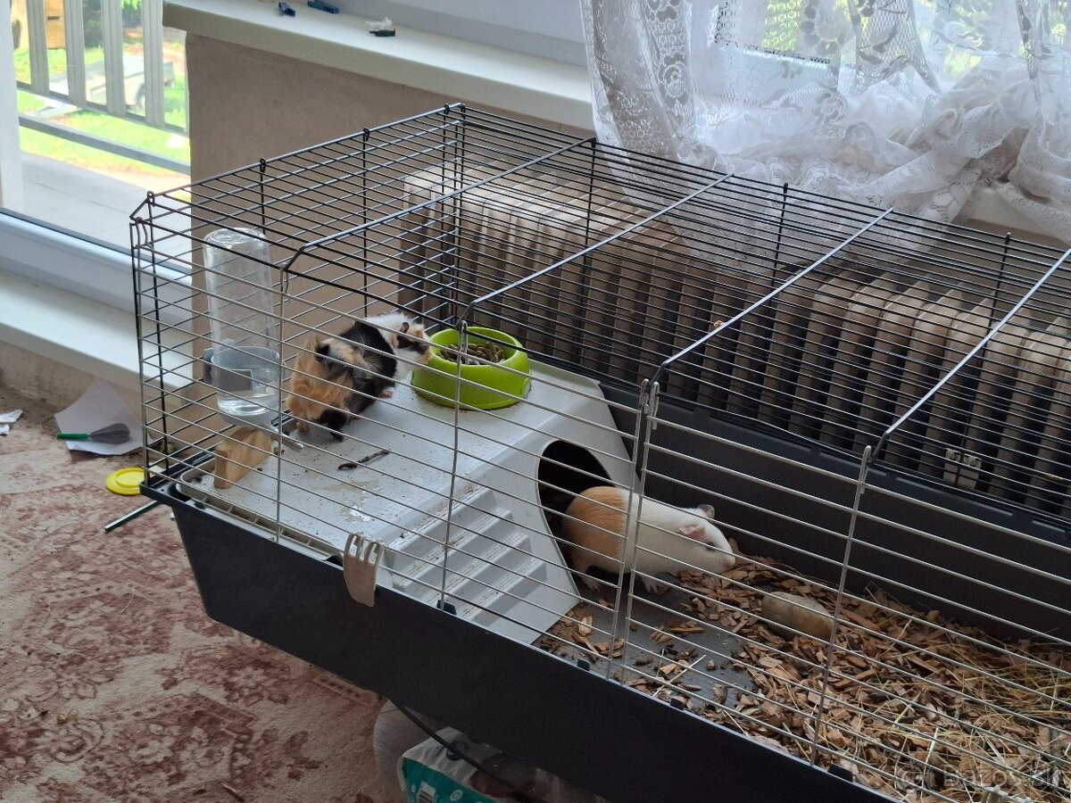 Morské prasiatka - 4