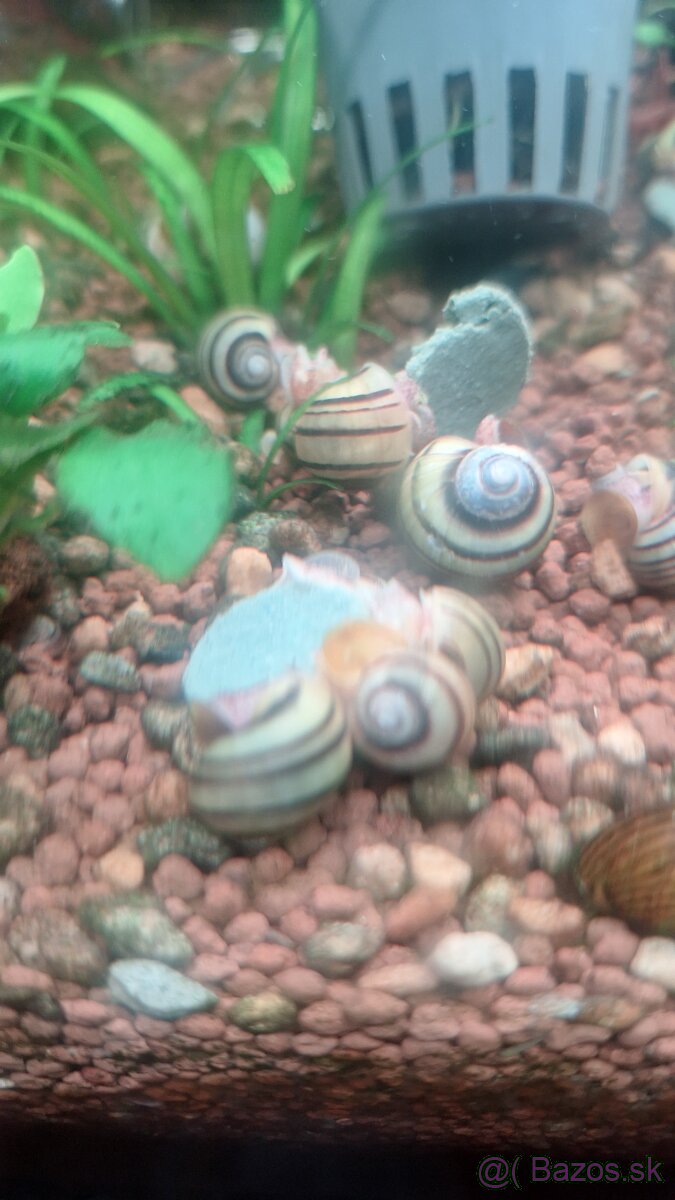 Mini ampularia špiralova - 4