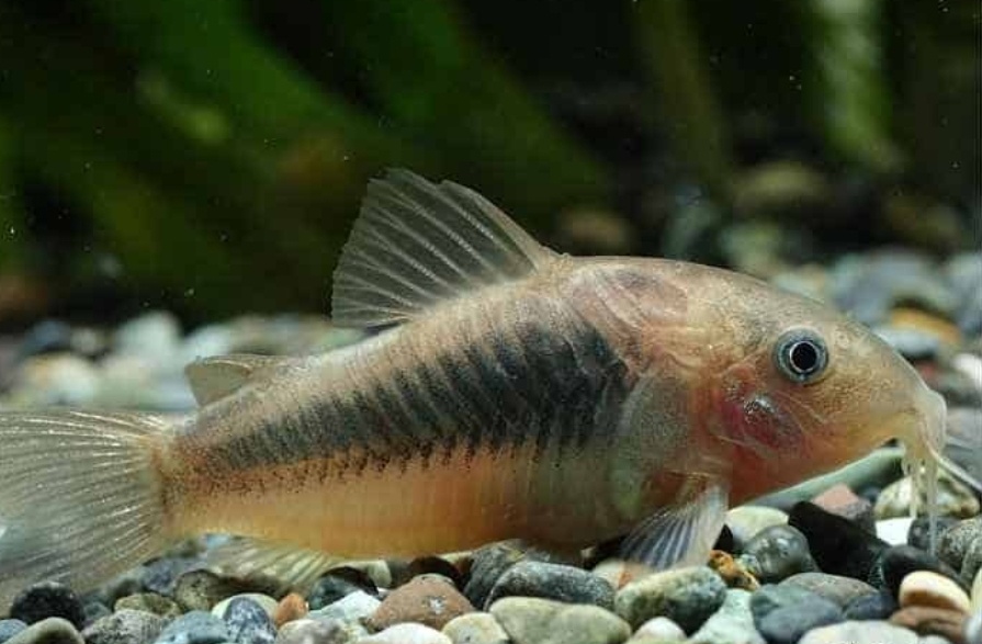 Akvarijné rybičky - 4