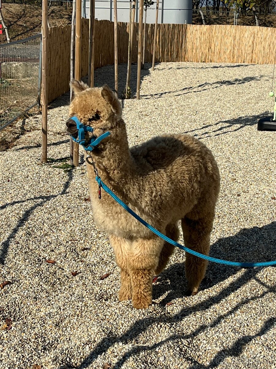 Alpaka samček béžový - 4
