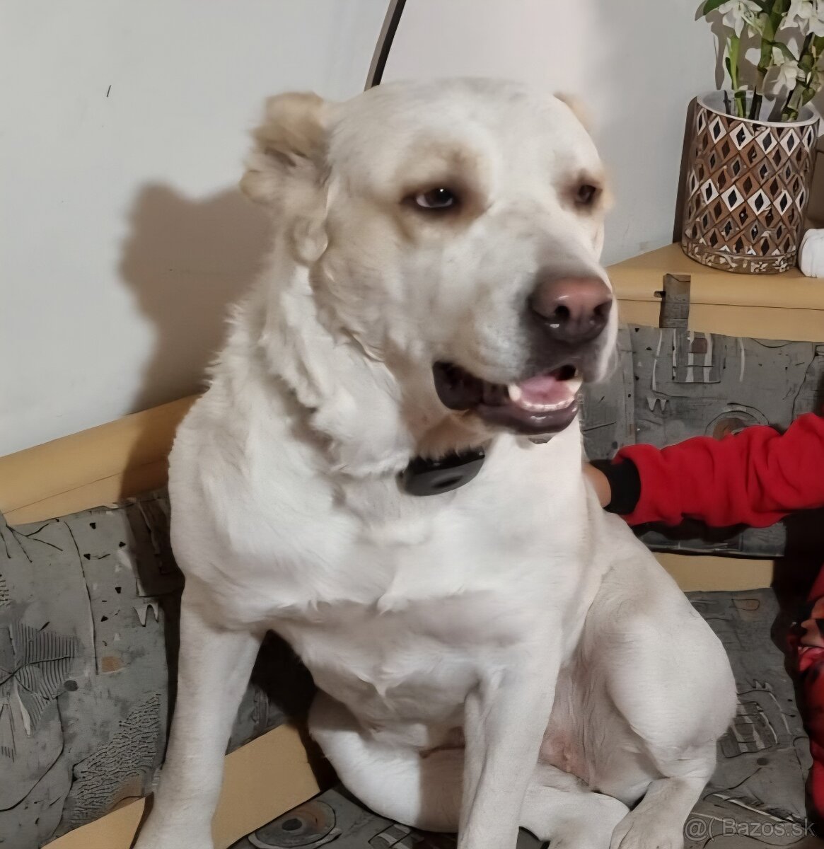 Darujem SAO alabai - 4