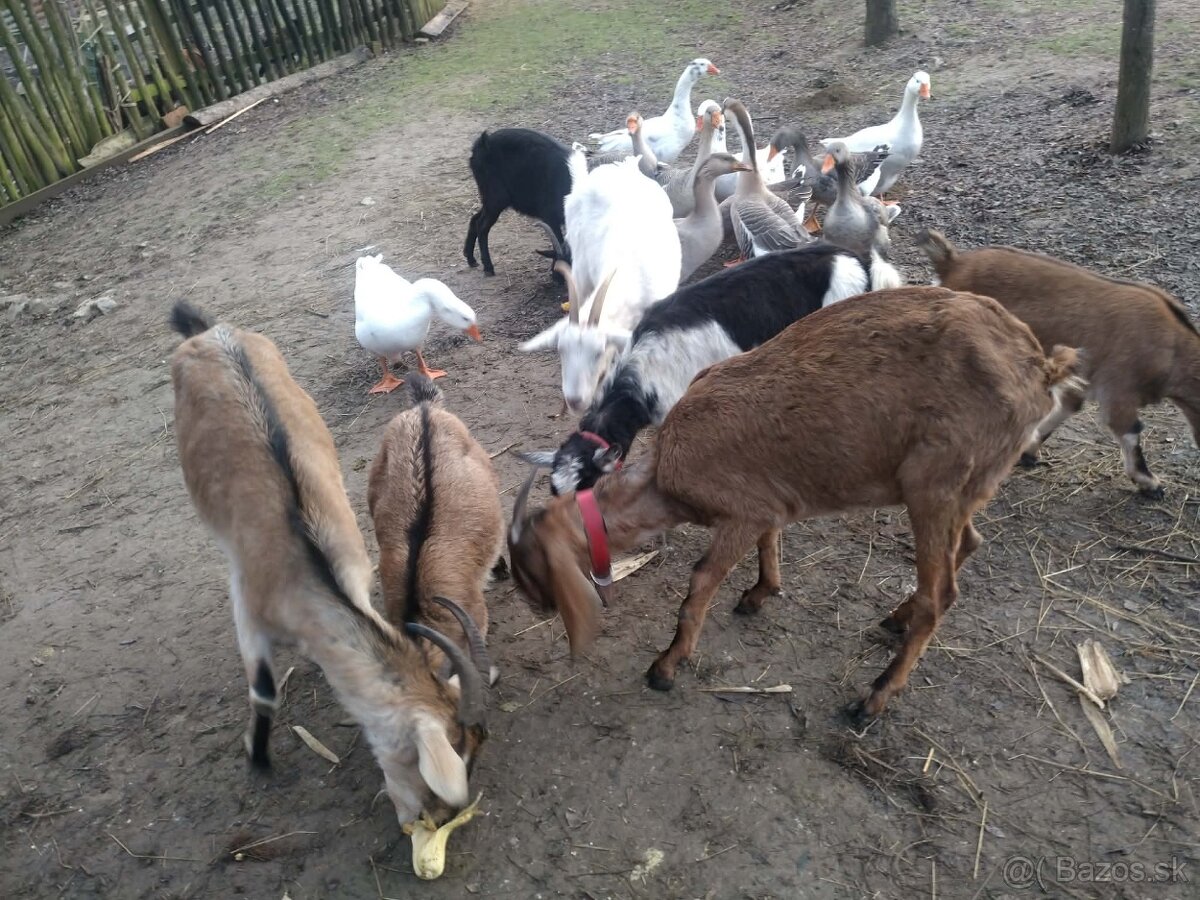 Kozičky na predaj - 4