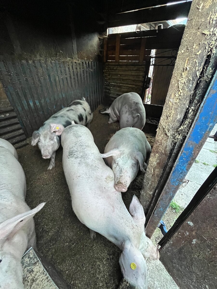 Predám jatočne prasce. - 4