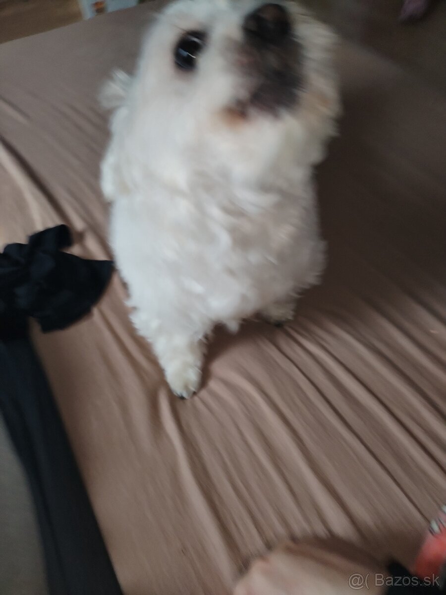 Predám maltezáka - 4