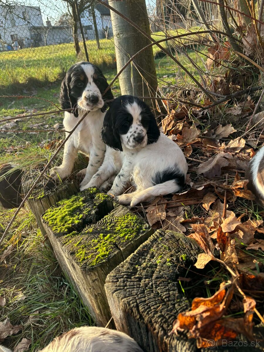 Anglický špringršpaněl štěně - 4