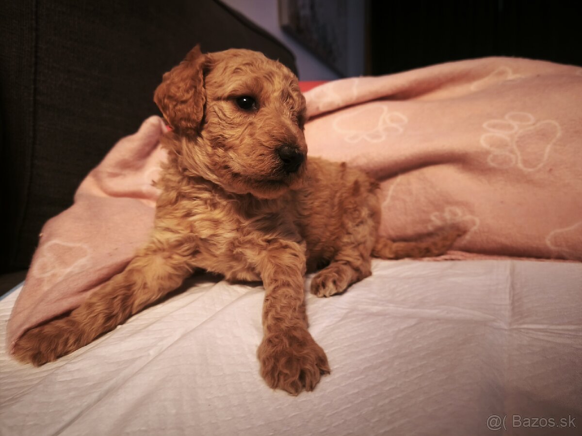 Kráľovský pudel fenka - 4