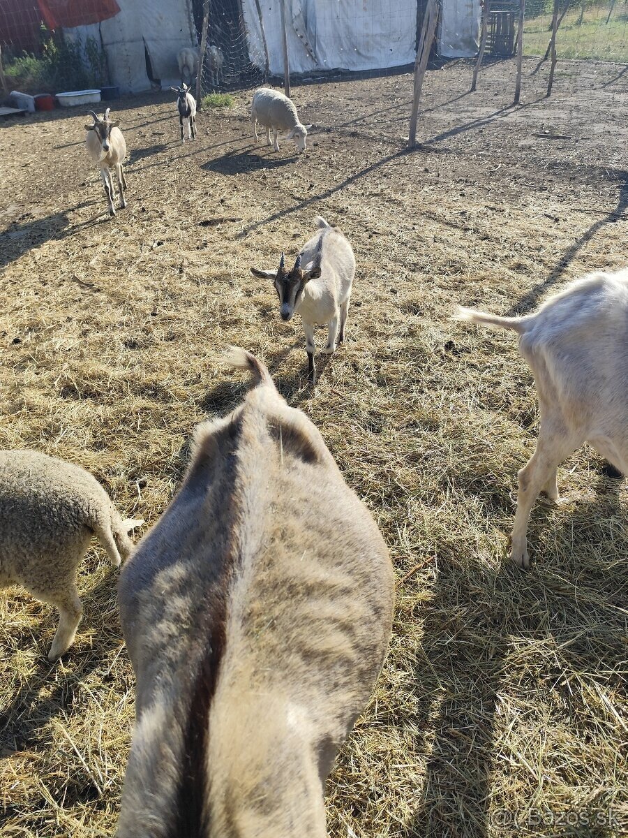 Predám ovce a kozičky - 4