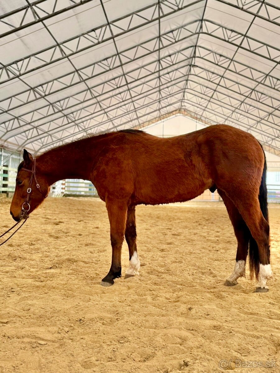 QH valach 3r. Na predaj - 4