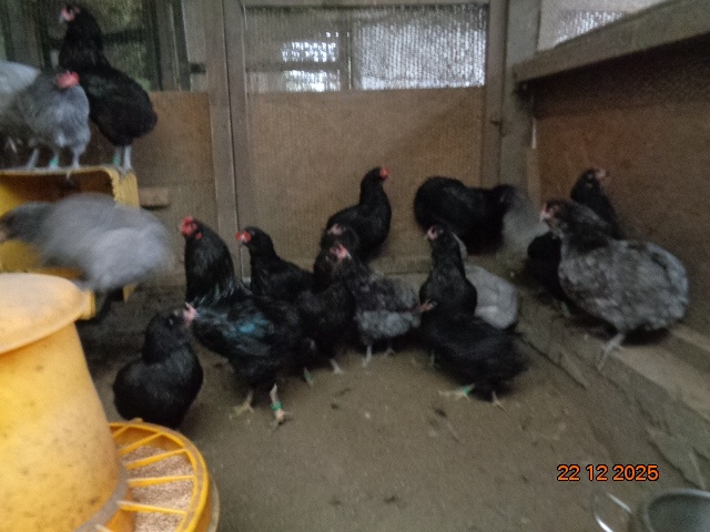 Araucana-násadové vajcia - 4