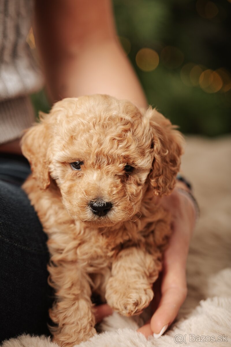 Trpasličí pudel s PP - 4