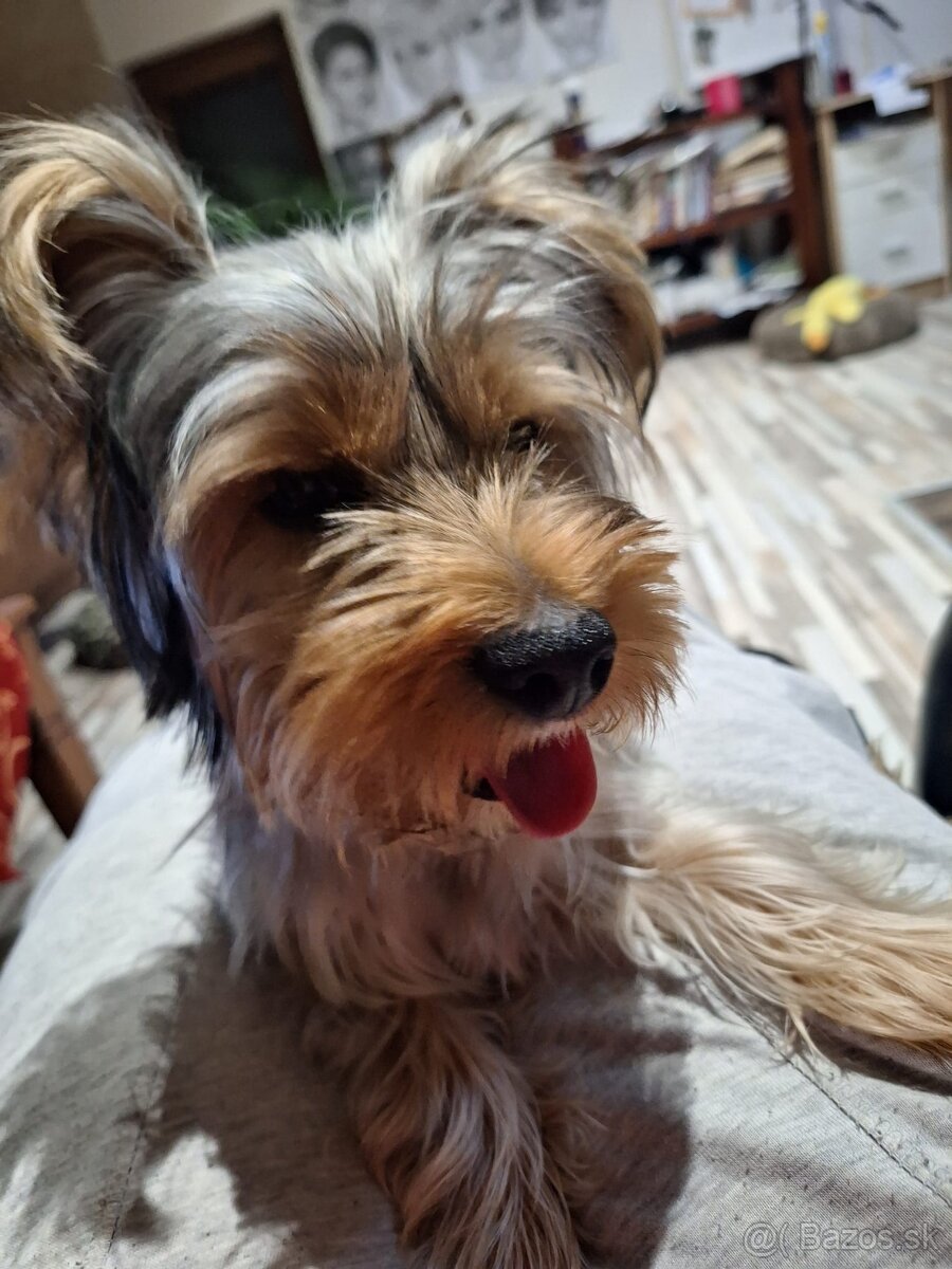 Yorkshirsky terier , Jorkšírský teriér , Yorkshire terier - 4