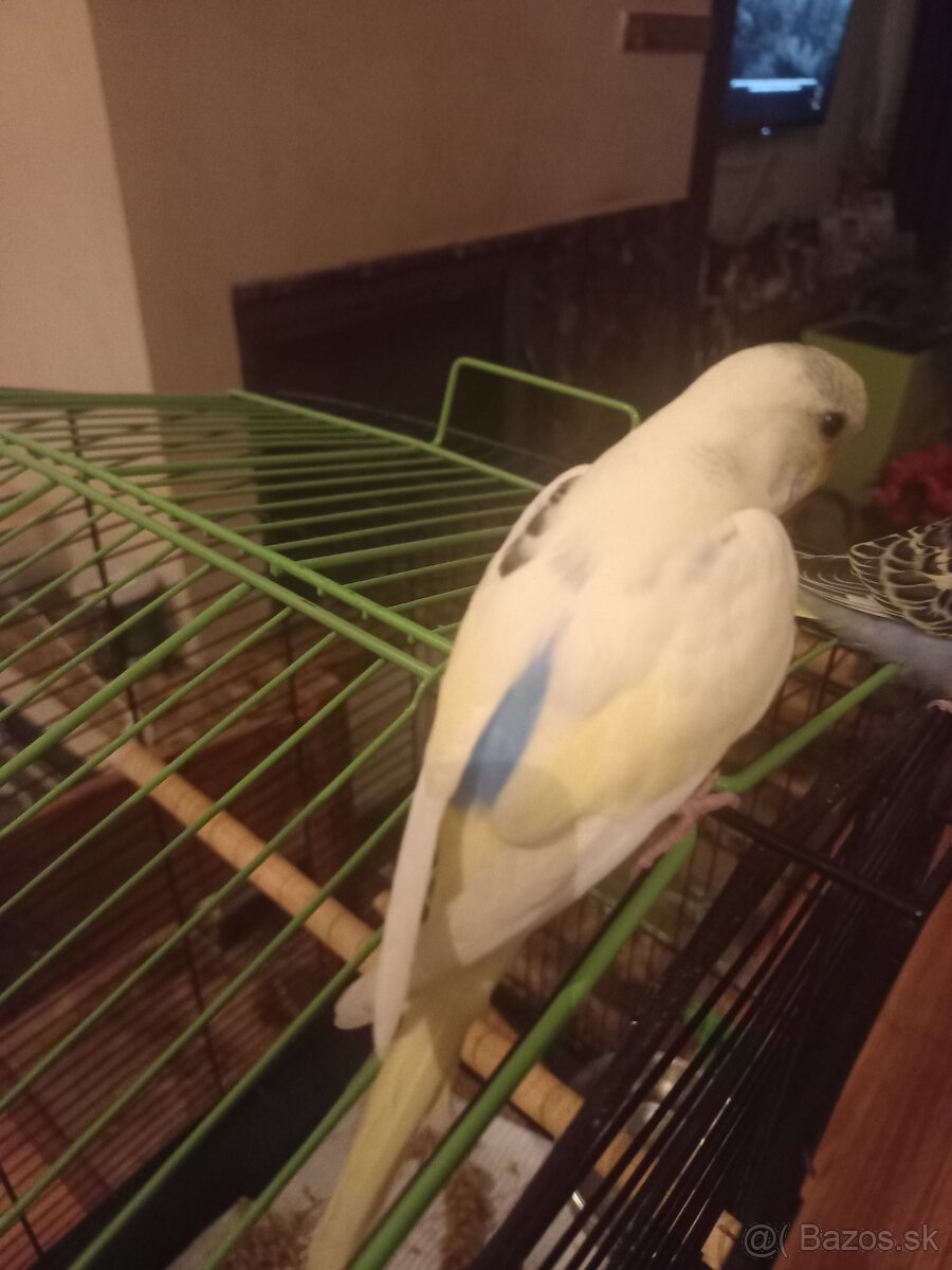 Polokrotká andulka - samček - 4