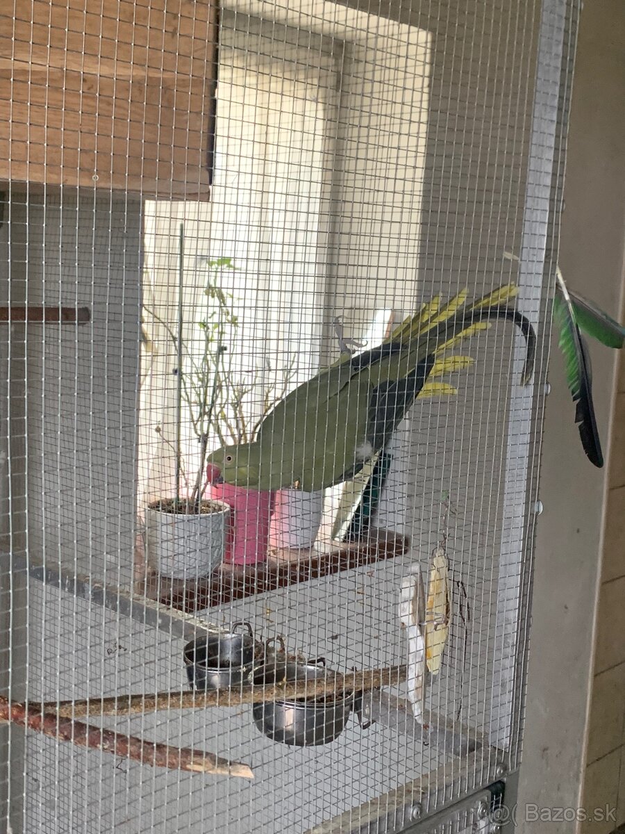 Alexander malý samček+samička - 4