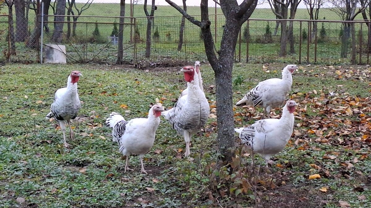 Morky Grolwické na chov - 4