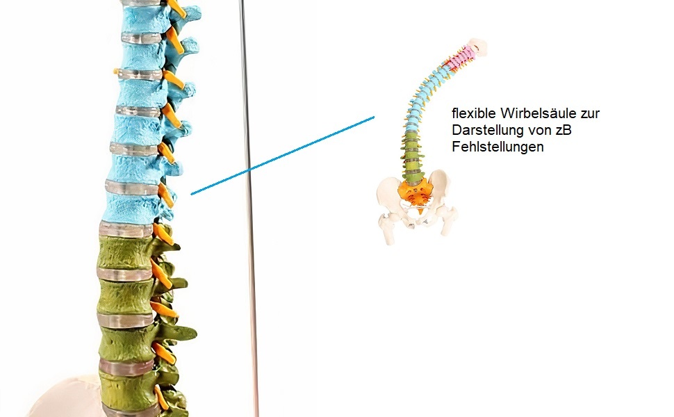 Model chrbtice s panvou Cranstein A-339 - 4