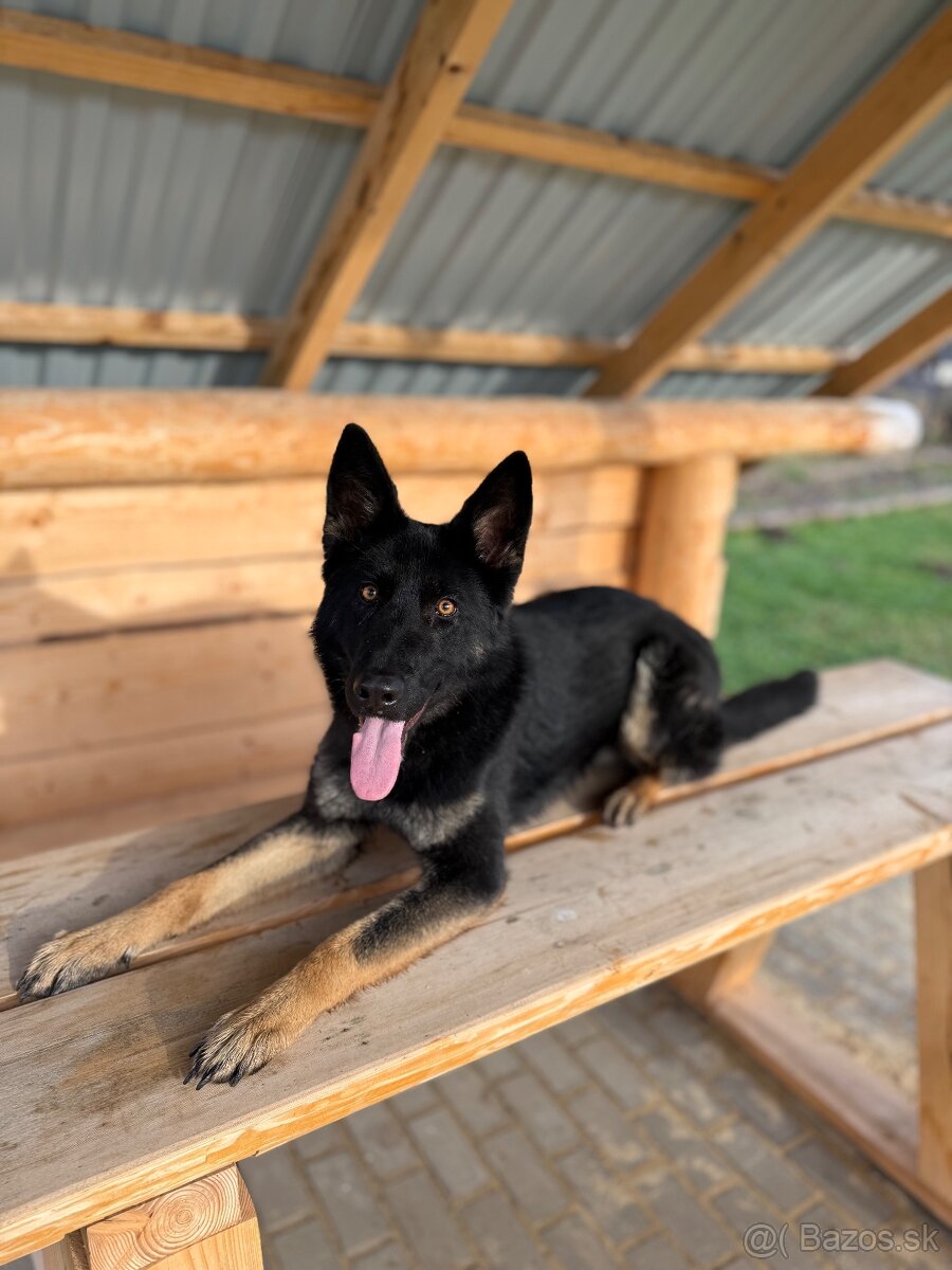 Nemecký ovčiak - 4