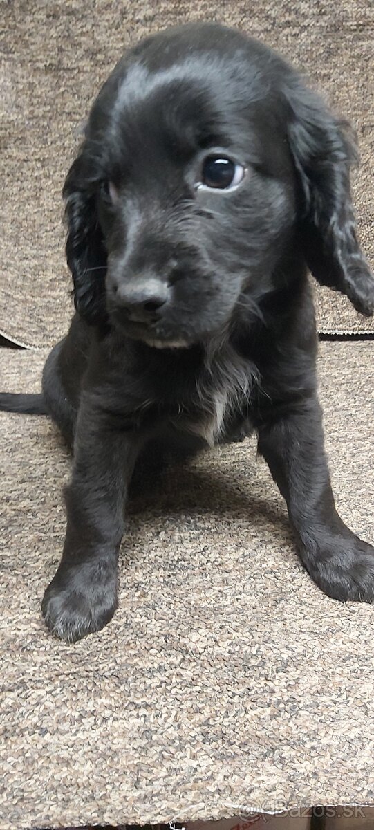 Anglický kokeršpaniel - 4