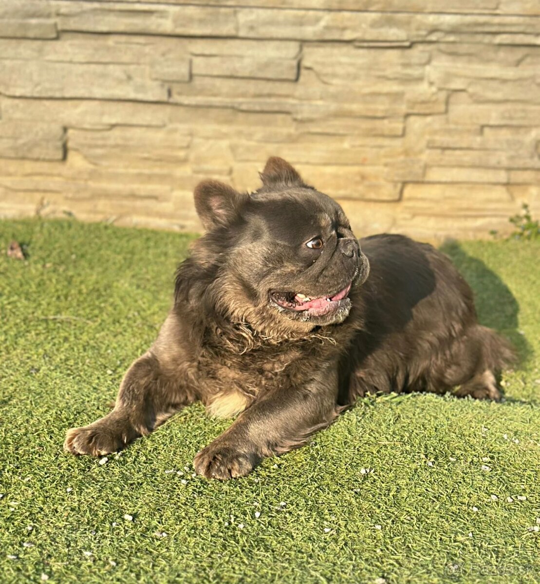 Francúzsky buldoček krytie - 4