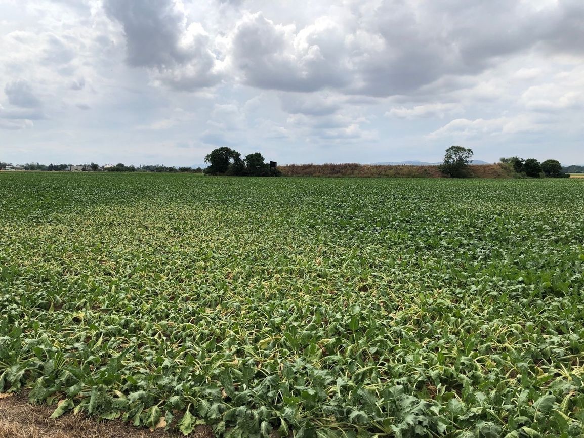 Piešťany – 3.050 m2 ORNÁ PÔDA v podiele 1/1 – Predaj - 4