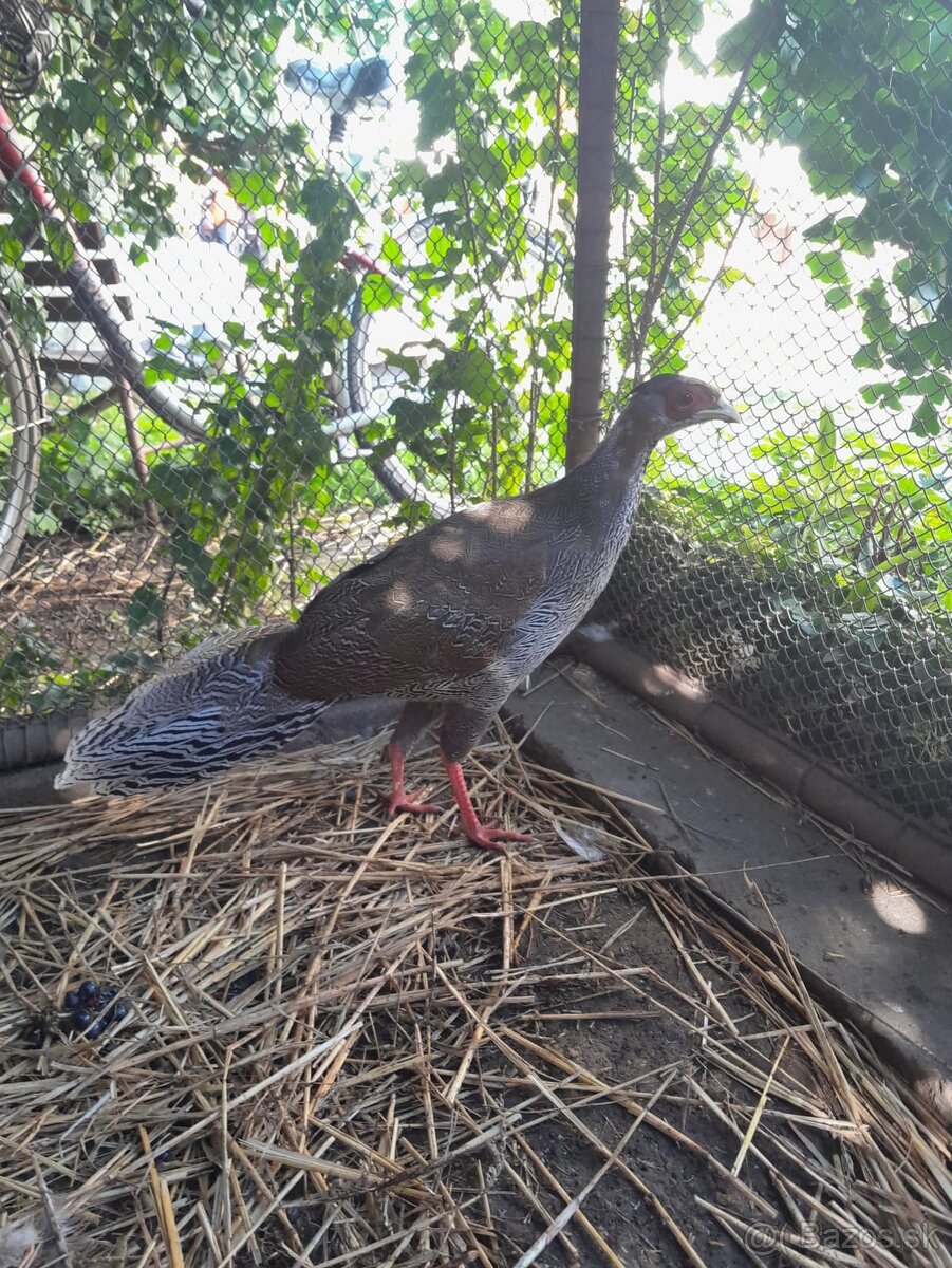 Bažant strieborný - 4