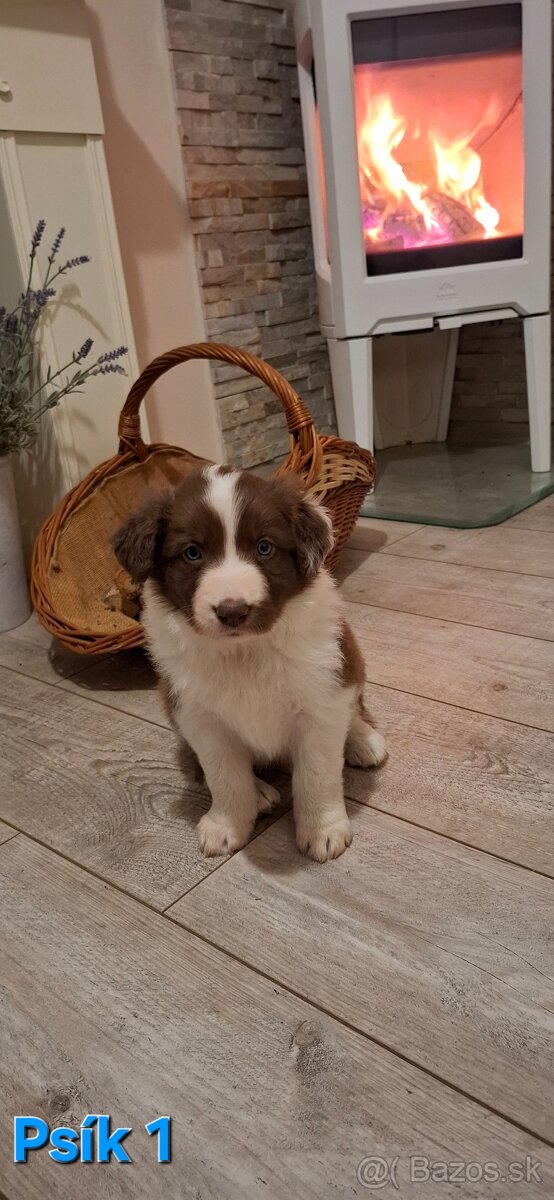 Borderská kólia, Border kólia bez PP - 4