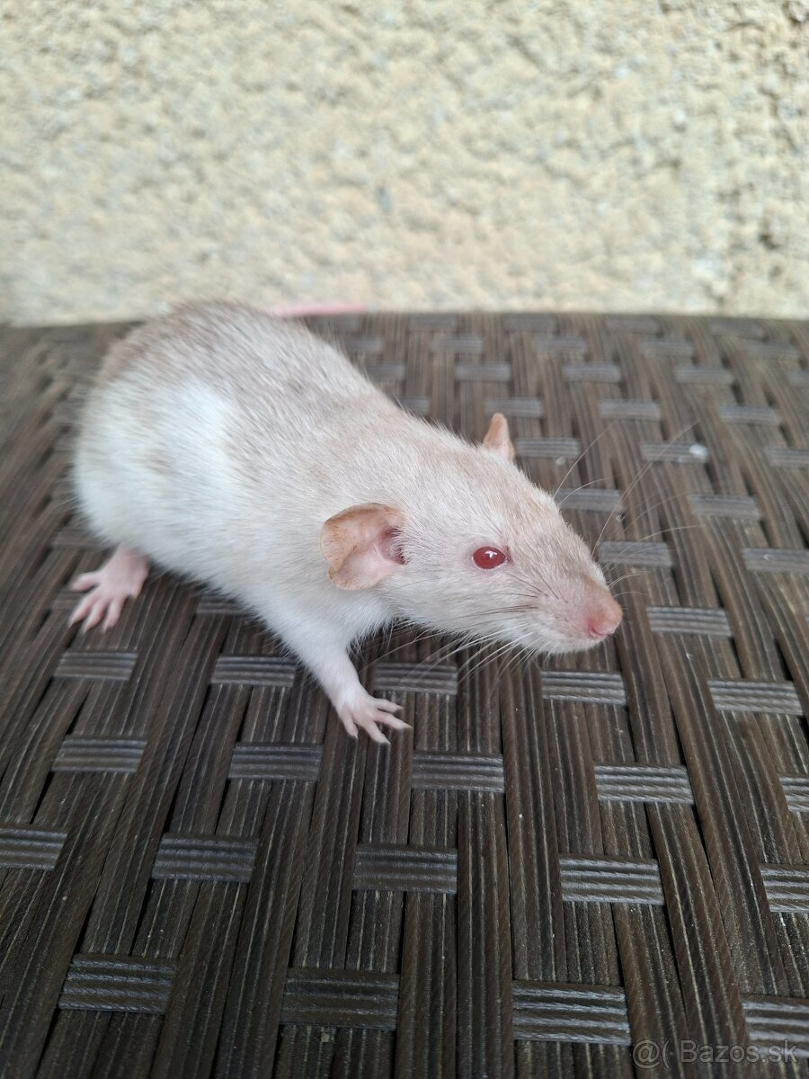 Predám potkanika Dumbo - 4