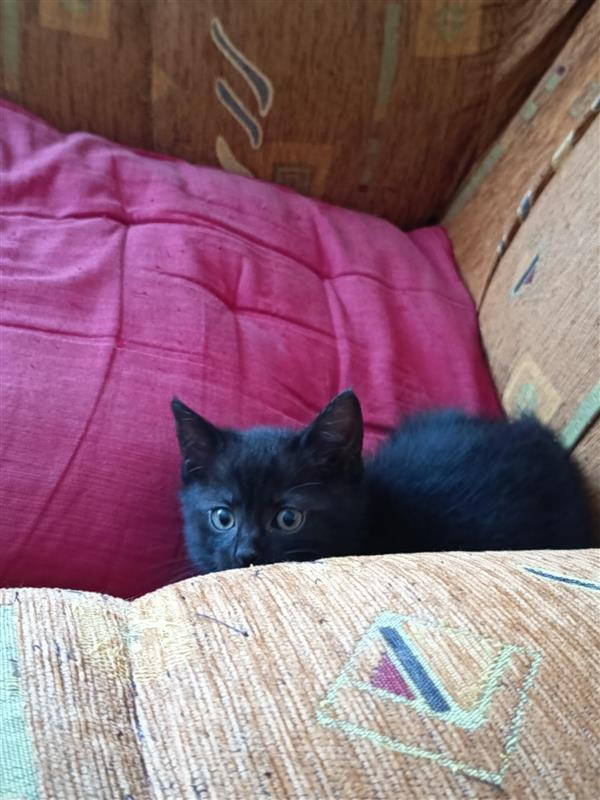 Darujem mačiatka - 4