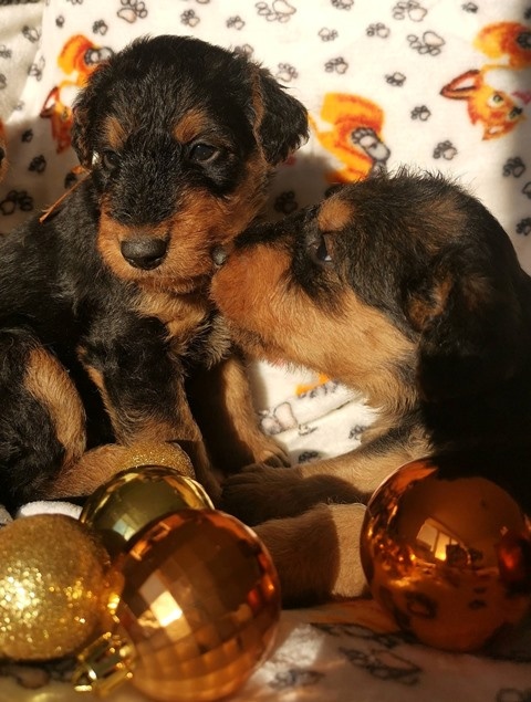 Airedale teriér / Erdelterier - šteniatka s PP - 4