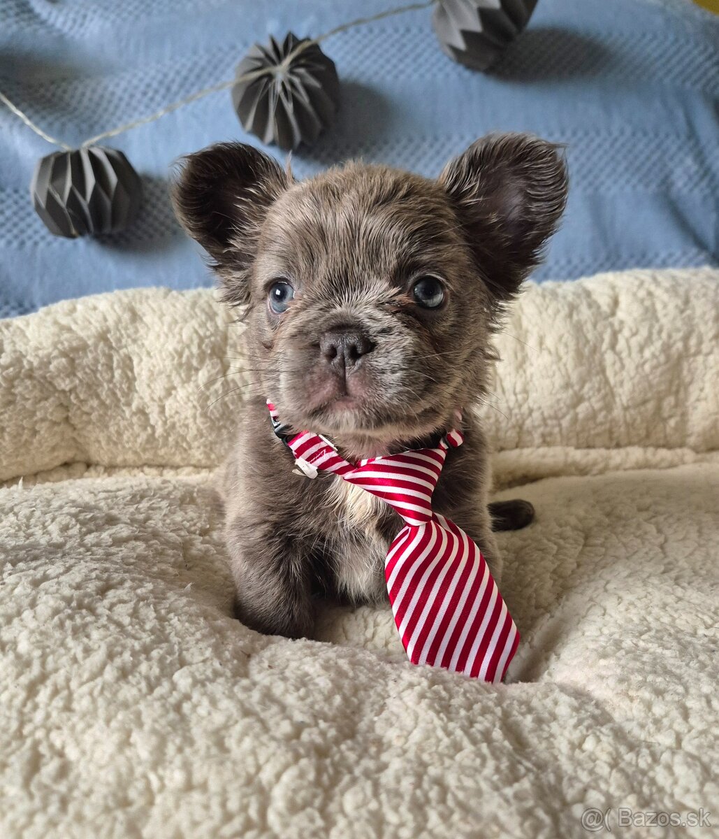 Francúzsky buldoček s PP fluffy - 4