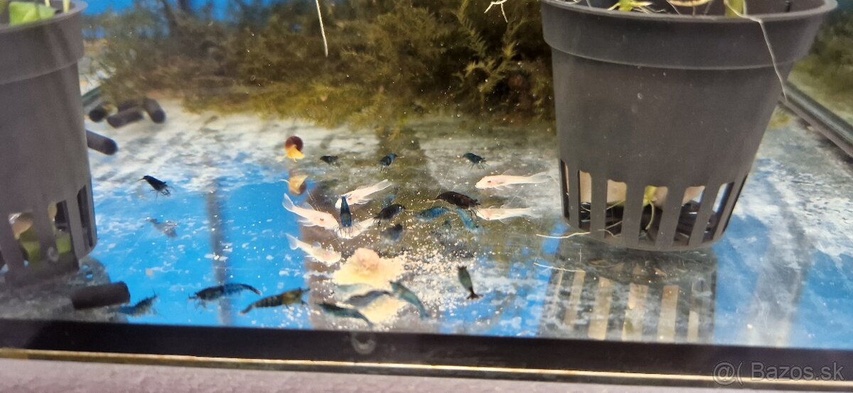 Krevety Red Cherry, Blue Dream - 4