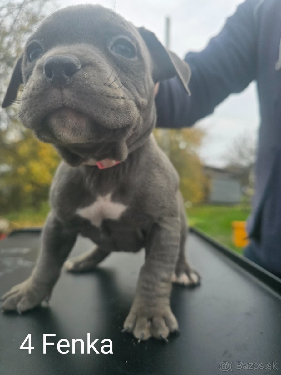 American bully pocket - 4