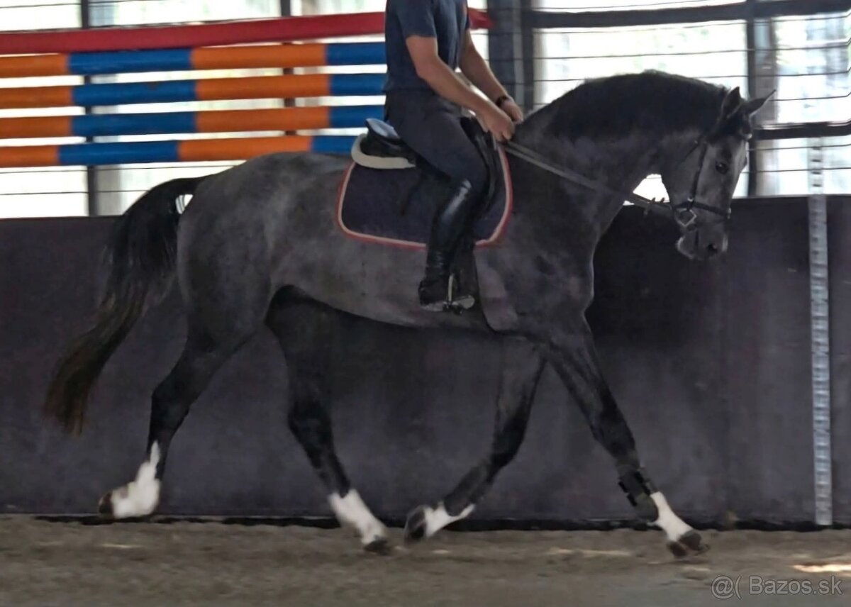 krásne vyzerajúci jazdecký kôň - 4