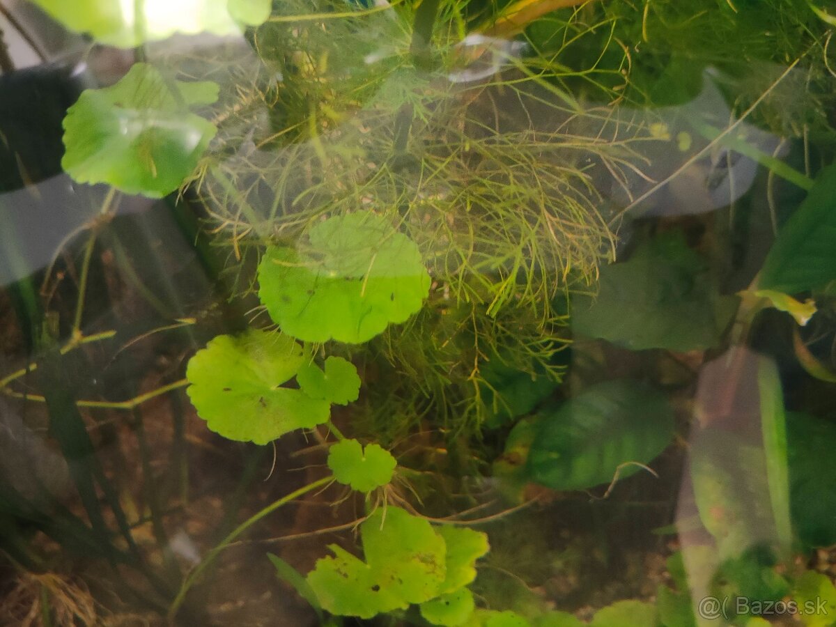 RASTLINY Z AKVARIA14 - 4