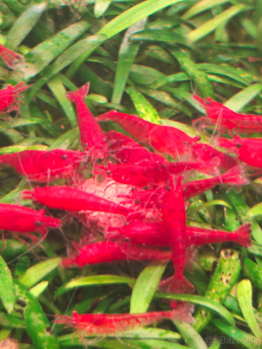 Predám krevetky - 4